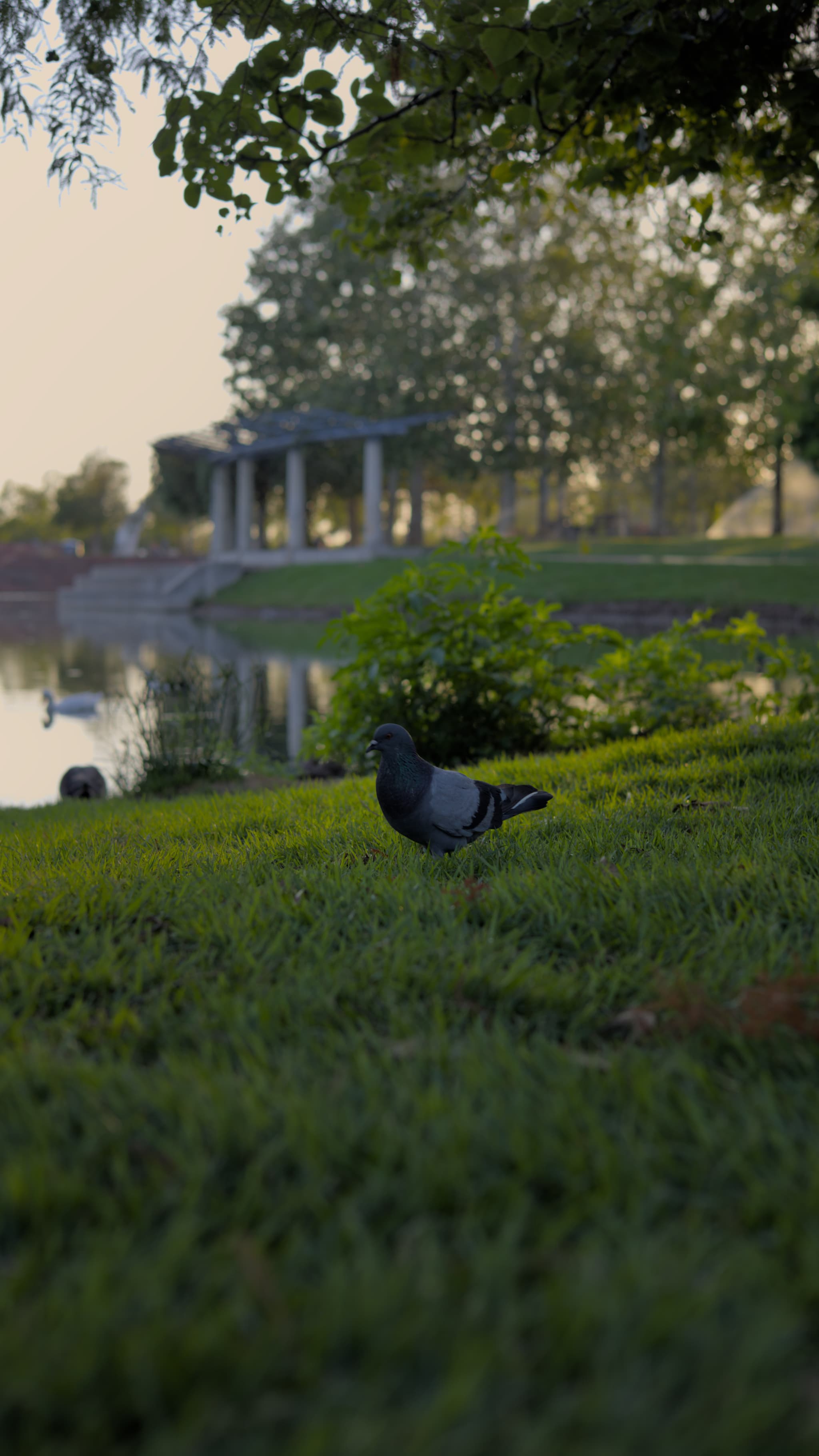 Near Flight - 